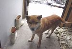 [IMAGE]犬1号