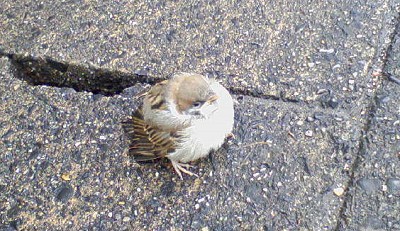 [IMAGE]鳥